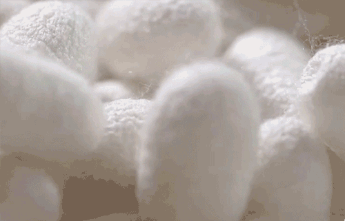 10.GIF